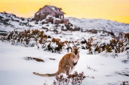 Salju Turun Lagi setelah 50 Tahun, Ini yang Dilakukan Warga Tasmania