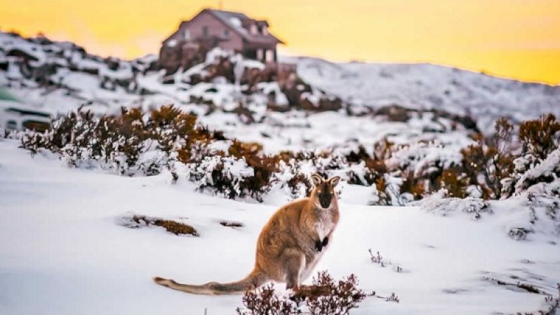 Foto: Discover Tasmania.