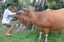 Pemerintah Percepat Pengembangan Sapi Bali dengan Metode Triple Helix