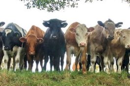 Banyak Warga India Percaya Mandi Kotoran Sapi Bisa Kebal Covid-19