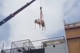 Sapi Kurban Jatuh dari Lantai 2 saat Diturunkan Menggunakan Crane
