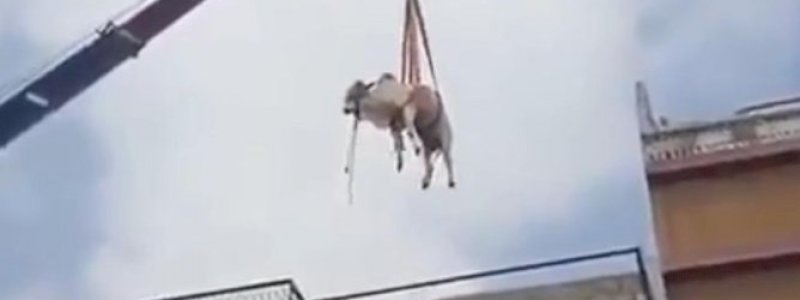 Sapi Kurban Jatuh dari Lantai 2 saat Diturunkan Menggunakan Crane