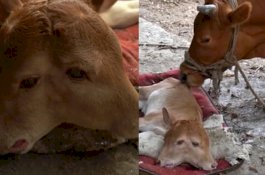 Anak Sapi Berkepala Dua Hebohkan Warga, Begini Penampakannya