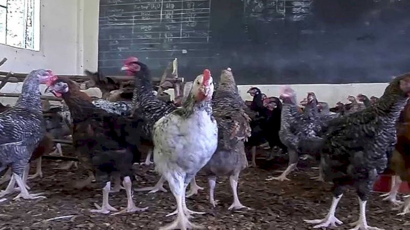 Salah satu sekolah di Kenya yang diubah menjadi kandang ayam. (FOTO: AP)