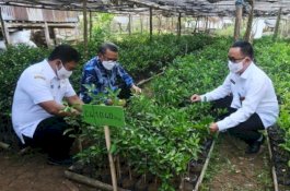 Gubernur Sulsel Ingin Kembalikan Kejayaan Jeruk Keprok Selayar
