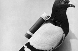 Dikirim Burung Merpati 110 Tahun Lalu, Surat yang Hilang Itu Akhirnya Ditemukan