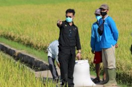Mentan SYL Minta Bulog Serap Gabah Petani Cegah Harga Anjlok
