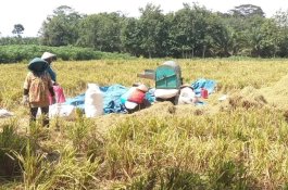 Lampung Optimalkan Budi Daya Padi Gogo untuk Tingkatkan Produksi Beras