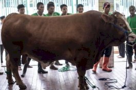 Masjid Istiqlal Sembelih 35 Sapi dan Kambing, Jokowi dan Gereja Katedral Masing-Masing Seekor