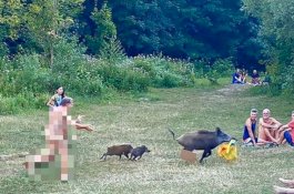 Panik Tasnya Dibawa Kabur, Pria Ini Kejar Babi Hutan Tanpa Berpakaian