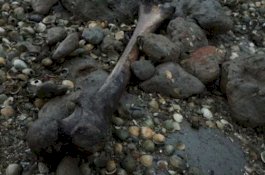 Layaknya di Film Horor, Tanah Pulau Ini Tertutupi Tulang-belulang Manusia