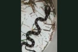 Langka, Ular Berkepala Dua Masuk ke Rumah Perempuan Ini