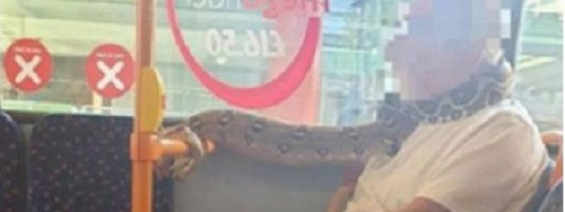 Penumpang Bus Ini Pakai Ular Sungguhan sebagai Pengganti Masker