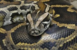 Ratusan Ular Piton Masuk Bandara dan Pelabuhan, Penumpang Diminta Ekstra Hati-Hati