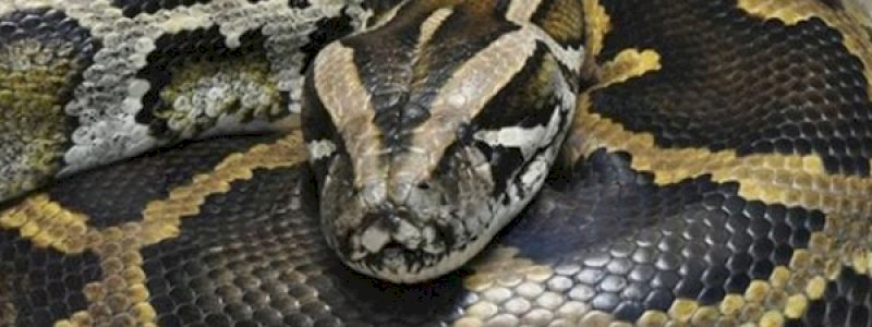 Ratusan Ular Piton Masuk Bandara dan Pelabuhan, Penumpang Diminta Ekstra Hati-Hati