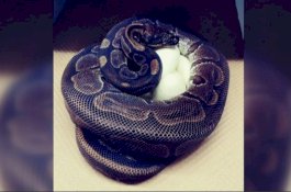 Ular Piton Tertua Bertelur, Tanpa Kawin dan Kontak dengan Pejantan