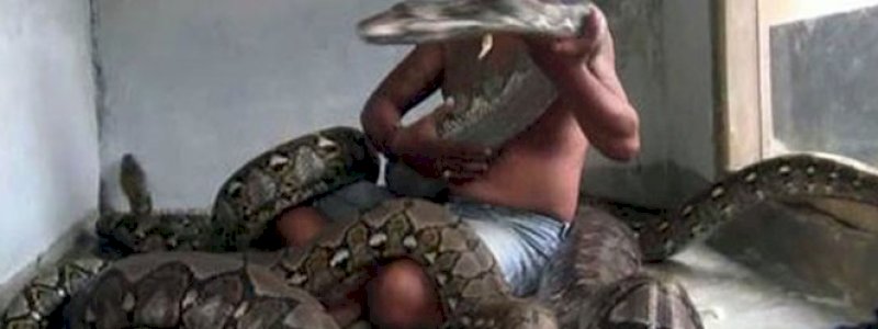 Inilah Wanto Goweng yang Punya 10 Piton Raksasa