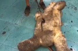  Bikin Merinding, Boneka Usang Tiba-Tiba Bergerak Sendiri